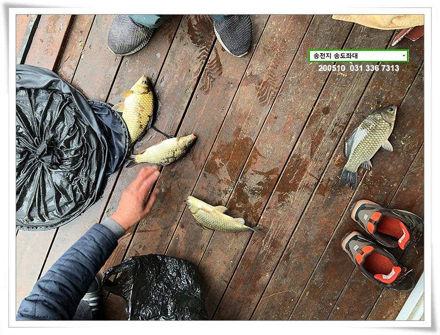 악재에 4짜송전지 송도좌대 조황 (유료터정보 - 유료터점주조황)