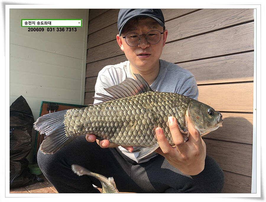송전지 송도좌대 조황 (유료터정보 - 유료터점주조황)