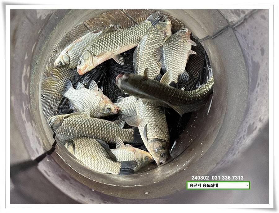 주말 휴일 조황 (유료터정보 - 유료터점주조황)