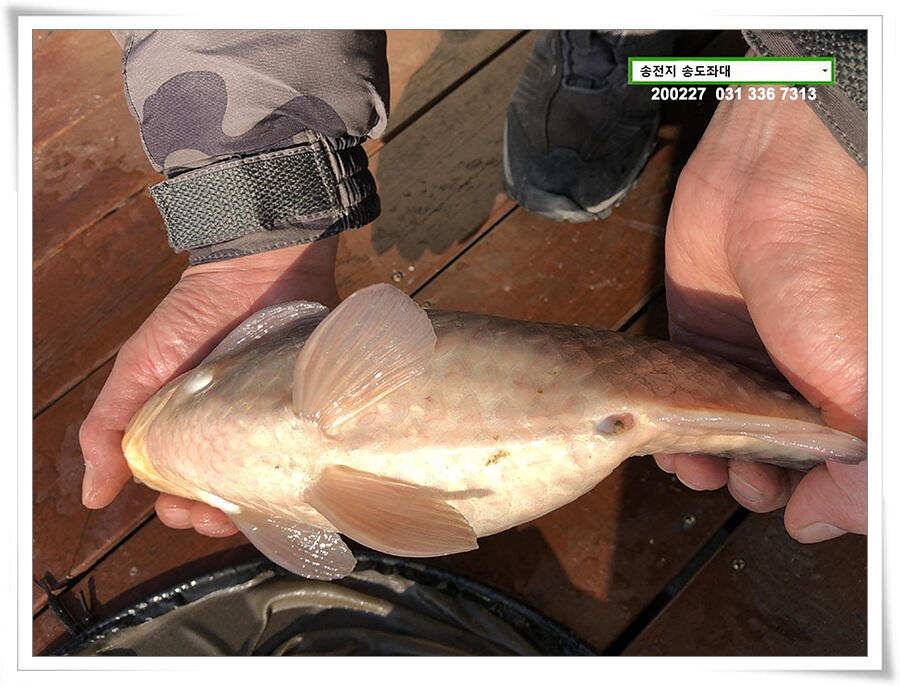 덩어리 등판 송전지 송도좌대 조황 (유료터정보 - 유료터점주조황)
