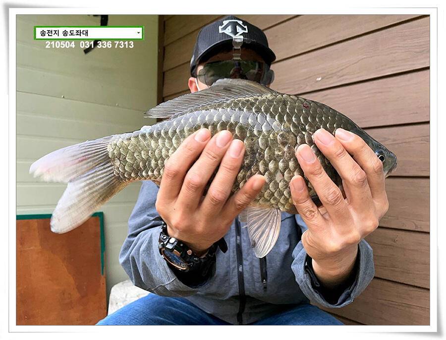 배수에도 4짜송전지 송도좌대 조황 (유료터정보 - 유료터점주조황)