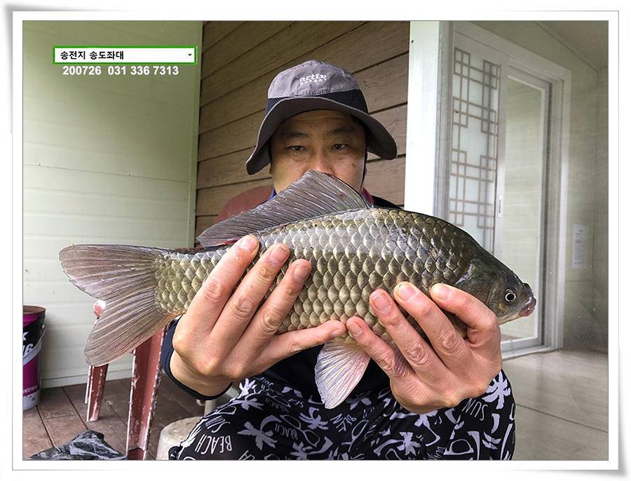 오름장에 덩어리 낚기 송전지 송도좌대 조황 (유료터정보 - 유료터점주조황)