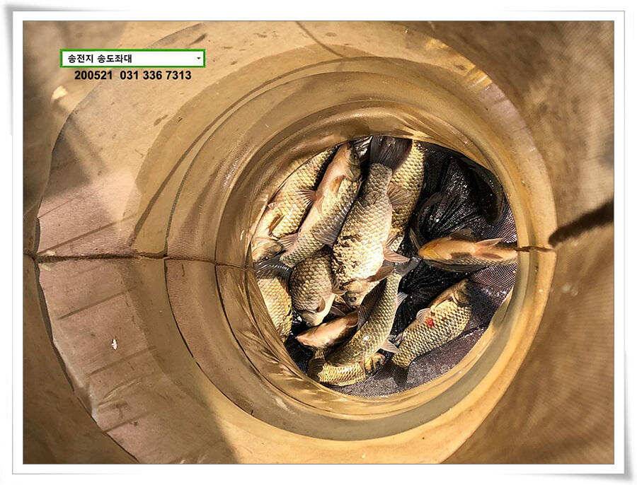 마릿수 보인 송전지 송도좌대 조황 (유료터정보 - 유료터점주조황)