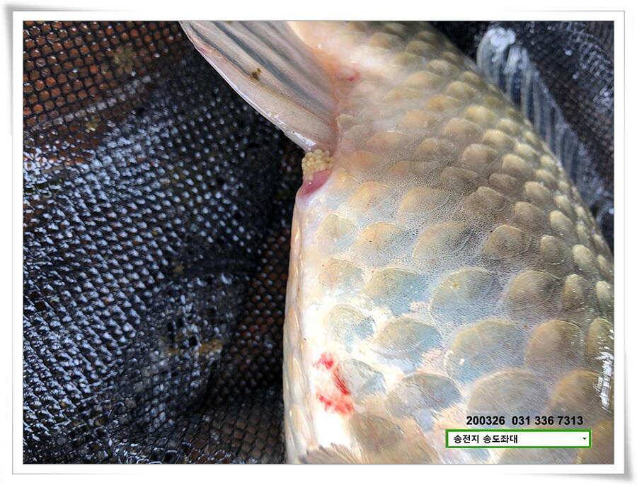 산란 송전지 송도좌대 조황 (유료터정보 - 유료터점주조황)