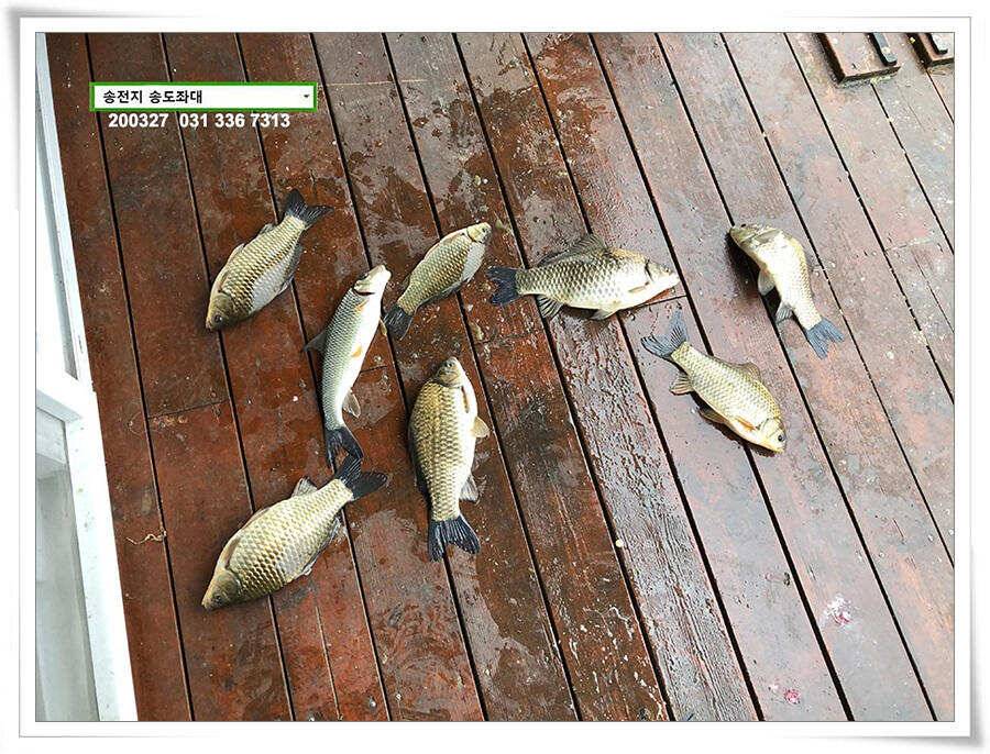 덩어리 혹은 마릿수 송전지 송도집 좌대 조황 (유료터정보 - 유료터점주조황)