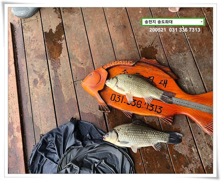 마릿수 보인 송전지 송도좌대 조황 (유료터정보 - 유료터점주조황)
