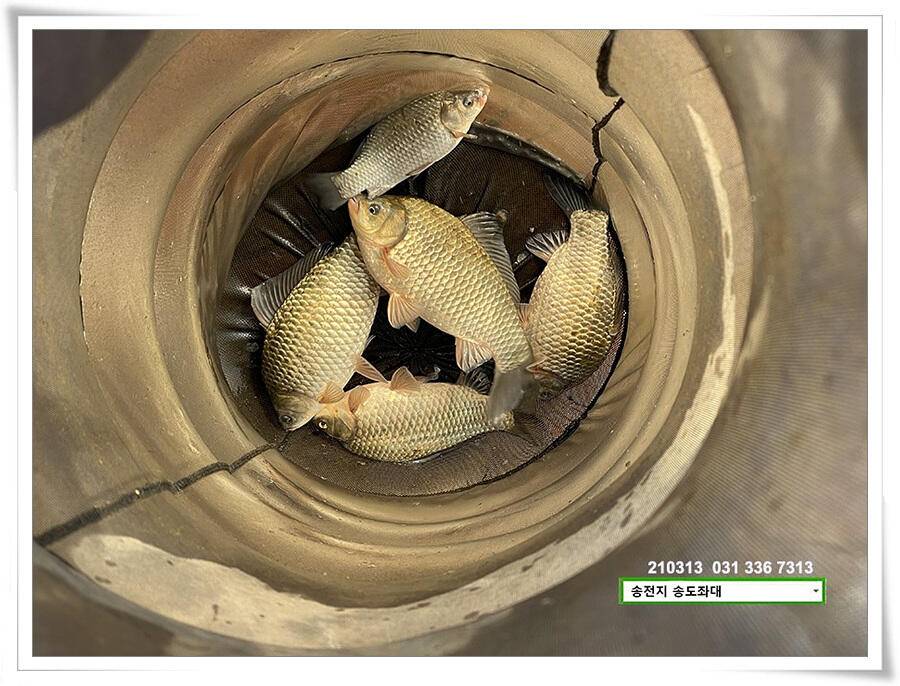 봄 붕어 제오시는 송전지 송도좌대 조황 (유료터정보 - 유료터점주조황)