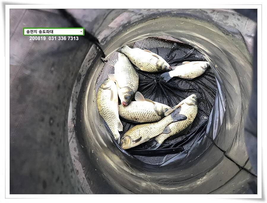 안정세 찾은 송전지 송도좌대 조황 (유료터정보 - 유료터점주조황)