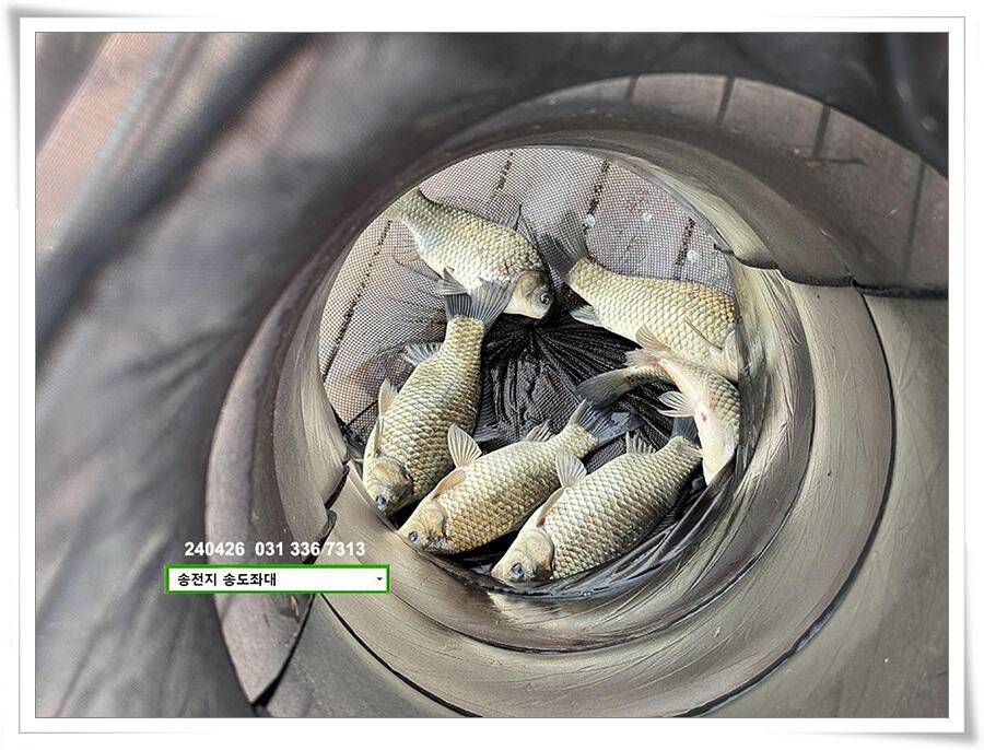 여름볕에 허리급 (유료터정보 - 유료터점주조황)