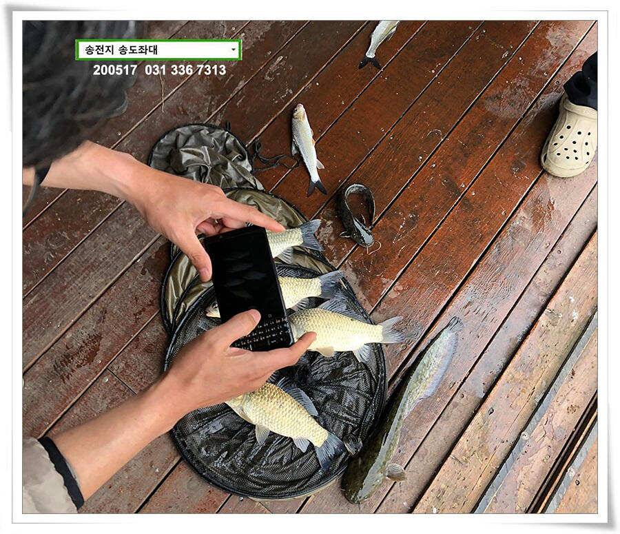 송전지 송도집 좌대 조황 (유료터정보 - 유료터점주조황)