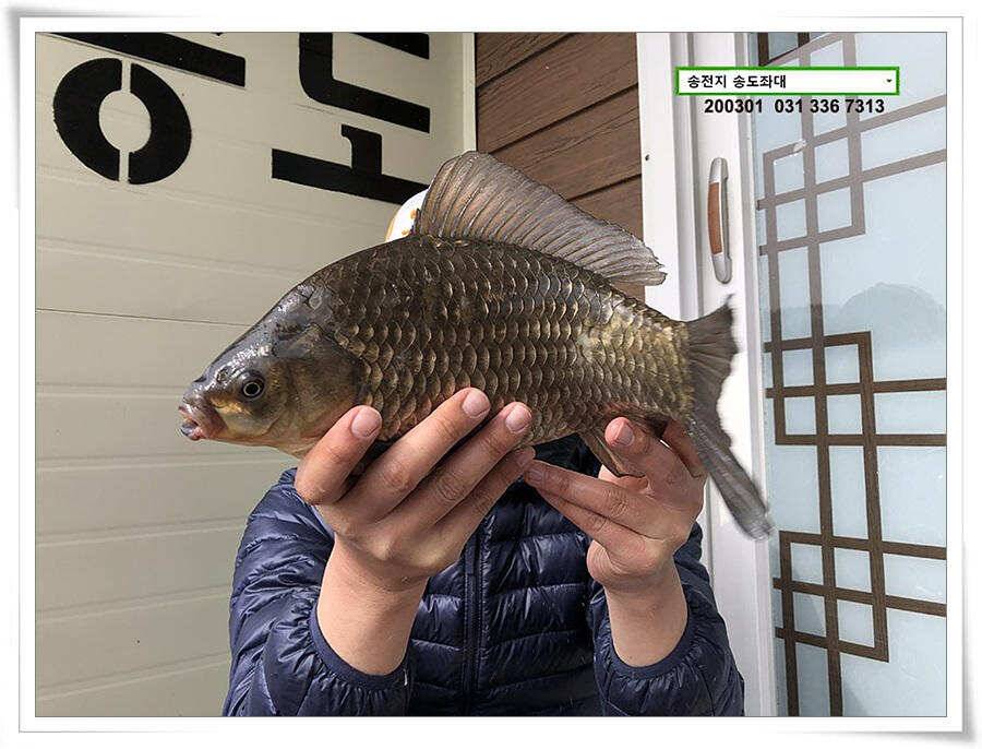 연이은 덩어리 송전지 송도좌대 조황 (유료터정보 - 유료터점주조황)
