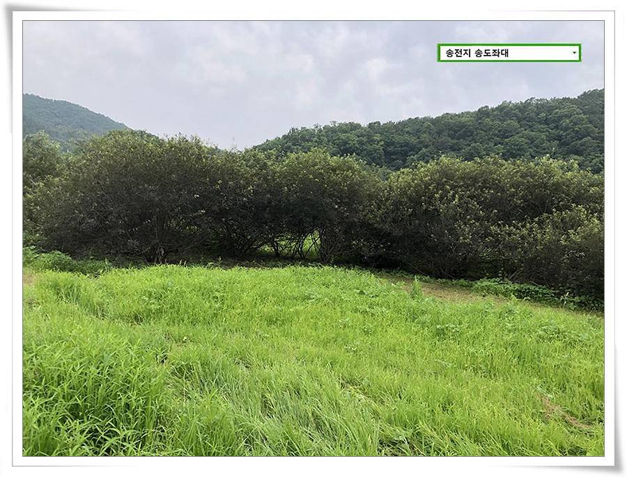 미약한 오름 송전지 송도좌대 조황 (유료터정보 - 유료터점주조황)