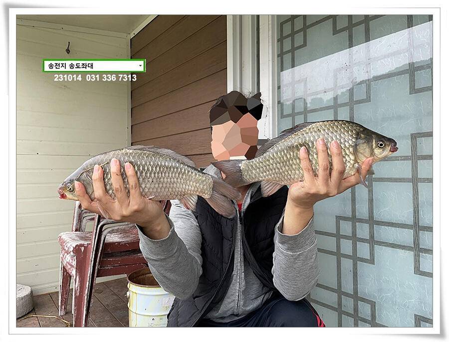 4짜 혹은 마릿수 (유료터정보 - 유료터점주조황)
