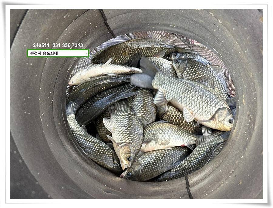 허리급 마릿수 (유료터정보 - 유료터점주조황)