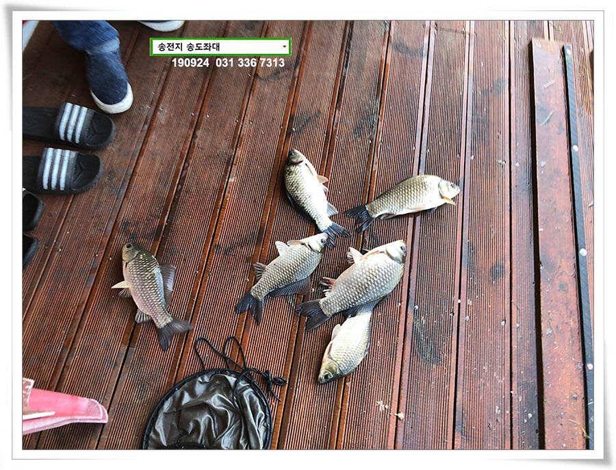 추분 지나는 가을 저수지 (유료터정보 - 유료터점주조황)