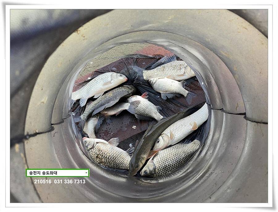 송전지 송도좌대 조황 (유료터정보 - 유료터점주조황)