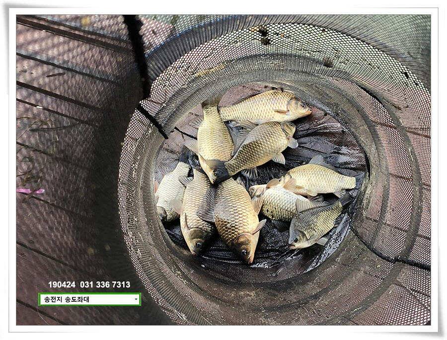 송전지 송도좌대 조황 (유료터정보 - 유료터점주조황)
