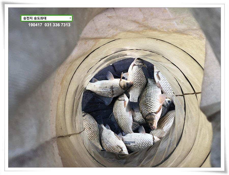 송전낚시터 송도좌대 조황 (유료터정보 - 유료터점주조황)
