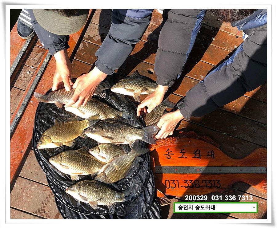 덩어리 혹은 마릿수 송전지 송도집 좌대 조황 (유료터정보 - 유료터점주조황)