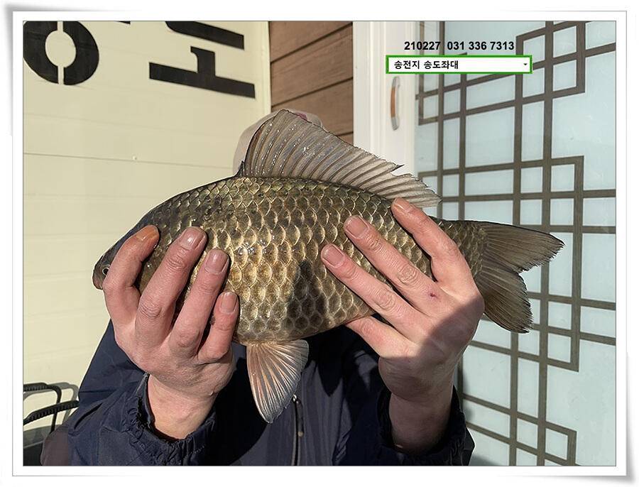 시즌 첫 대물 (유료터정보 - 유료터점주조황)