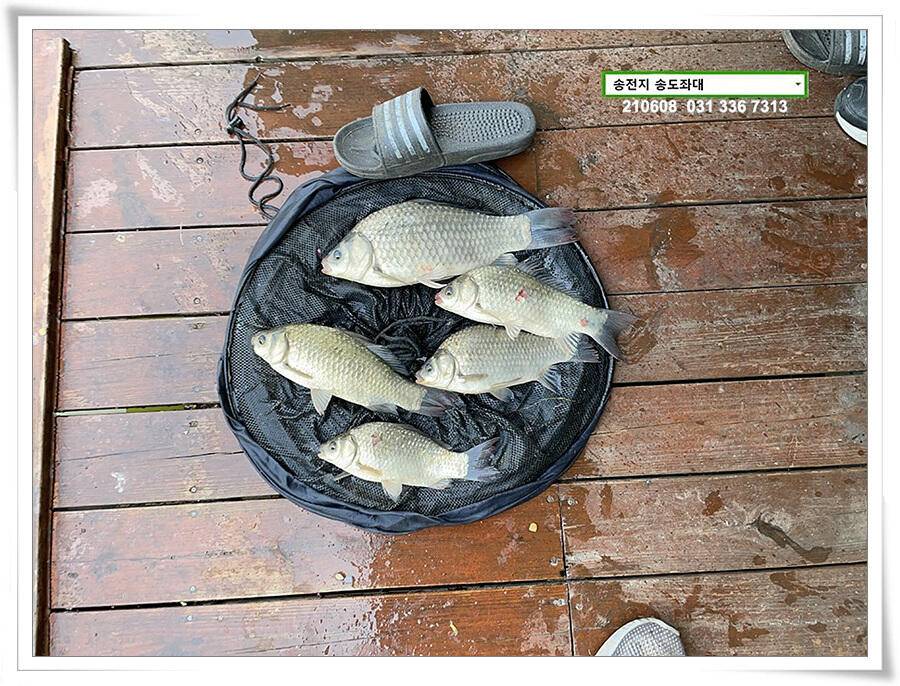 송전지 송전낚시터 송도좌대 조황 (유료터정보 - 유료터점주조황)