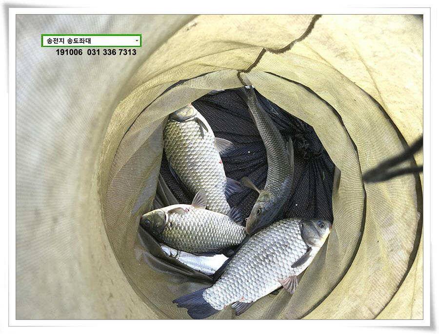 태풍 후 안정세 (유료터정보 - 유료터점주조황)