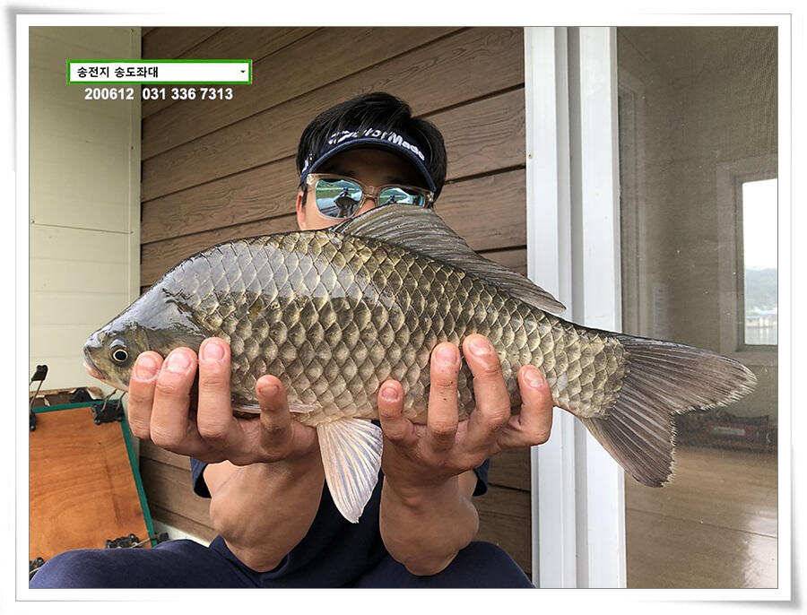 갈수기 전 4짜 송전지 송도집 좌대 조황 (유료터정보 - 유료터점주조황)