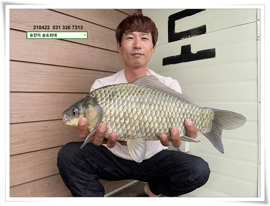 다시 만난 4짜송전지 송도좌대 조황 (유료터정보 - 유료터점주조황)