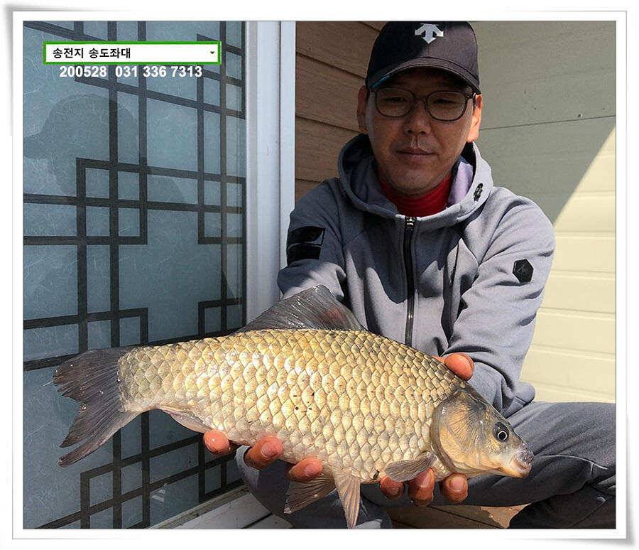 4짜 혹은 이십4짜송전지 송도좌대 조황 (유료터정보 - 유료터점주조황)