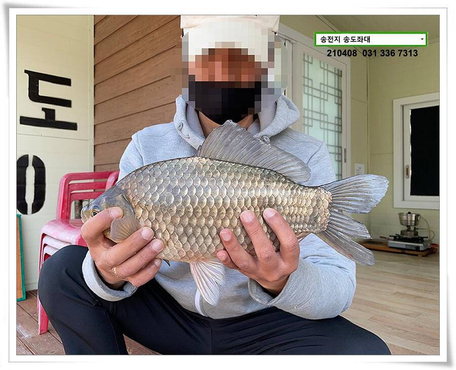 4짜 두 마리 몰고 감송전지 송도좌대 조황 (유료터정보 - 유료터점주조황)