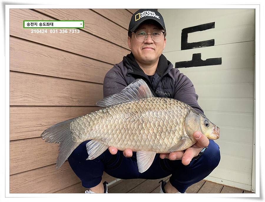 4짜 떡붕어 허리급 마릿수송전지 송도집 좌대 조황 (유료터정보 - 유료터점주조황)