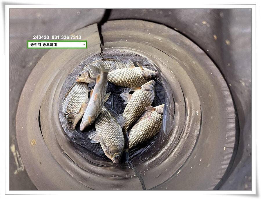 봄 비에 허리급 (유료터정보 - 유료터점주조황)