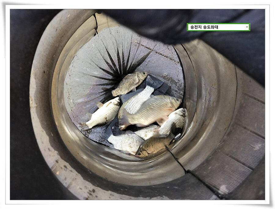 연휴기간 송전지 송도좌대 송전낚시터 조황 (유료터정보 - 유료터점주조황)