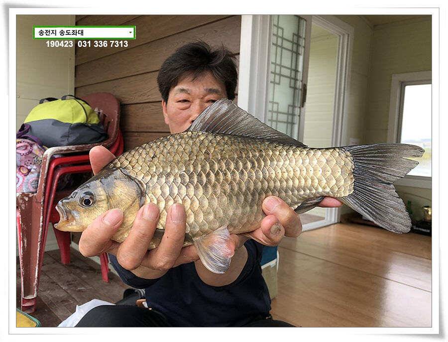 송전지 송도좌대 조황 (유료터정보 - 유료터점주조황)