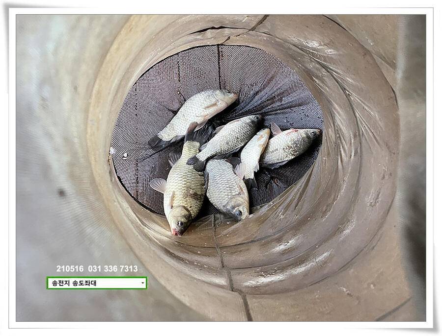 송전지 송도좌대 조황 (유료터정보 - 유료터점주조황)