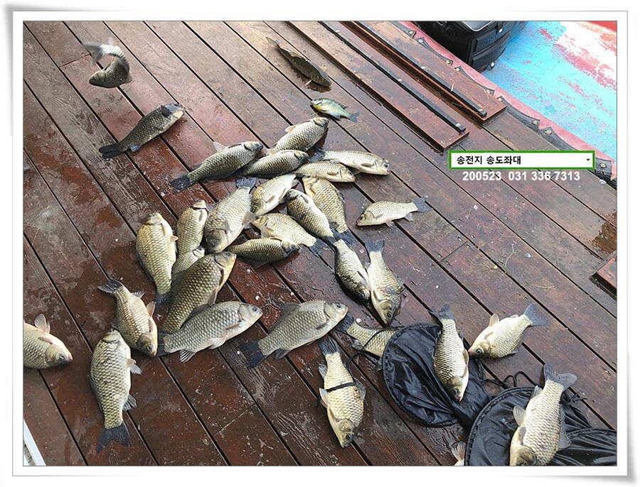 늦바람 난 송전지 조황 (유료터정보 - 유료터점주조황)