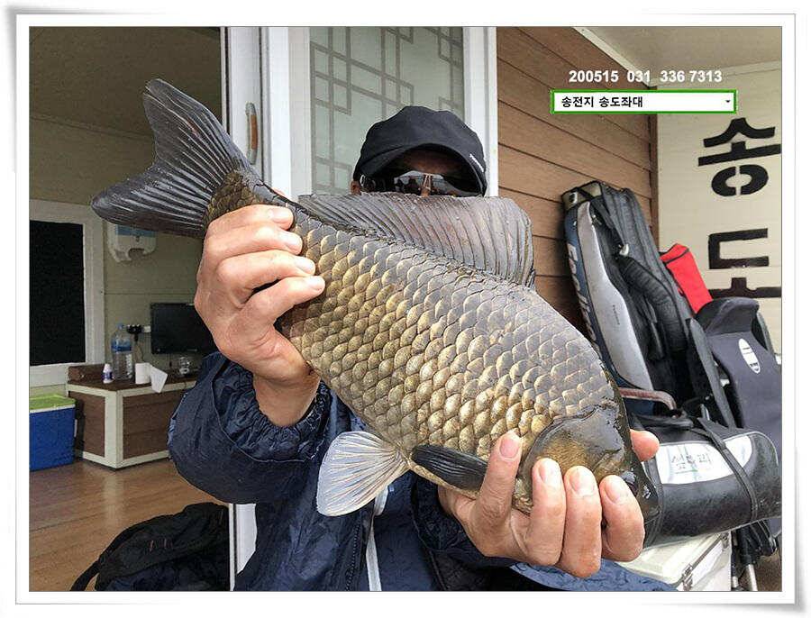 42cm송전지 송도집 좌대 조황 (유료터정보 - 유료터점주조황)