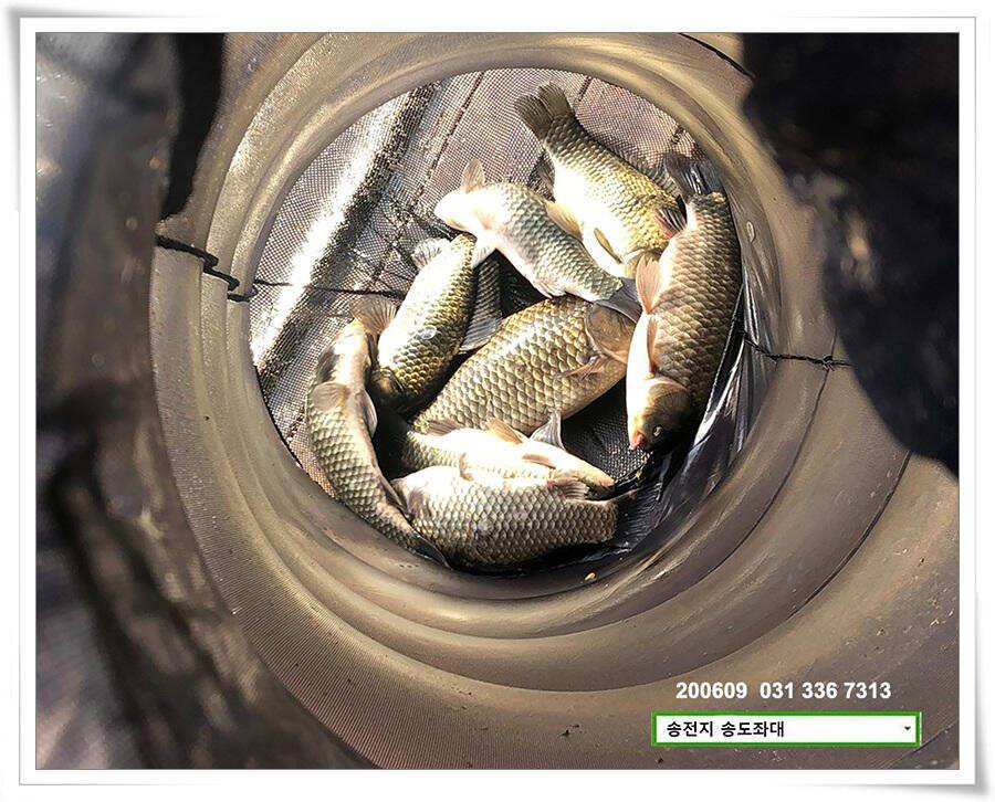송전지 송도좌대 조황 (유료터정보 - 유료터점주조황)