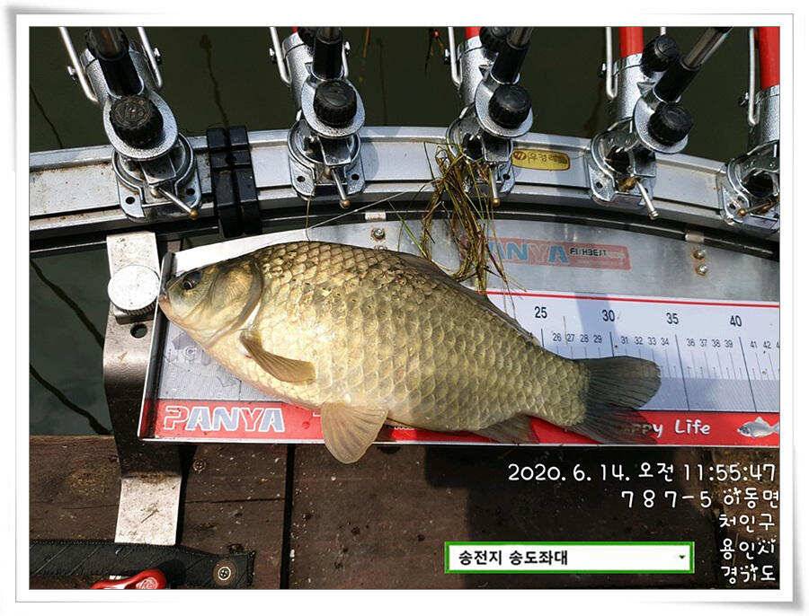 어쩌다 4짜 송전지 송도좌대 조황 (유료터정보 - 유료터점주조황)