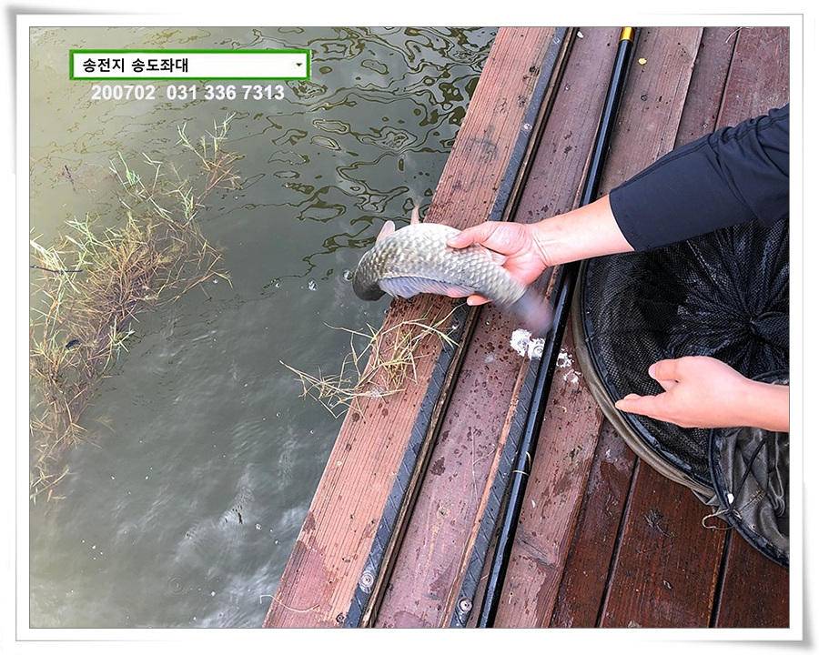 미약한 오름 송전지 송도좌대 조황 (유료터정보 - 유료터점주조황)