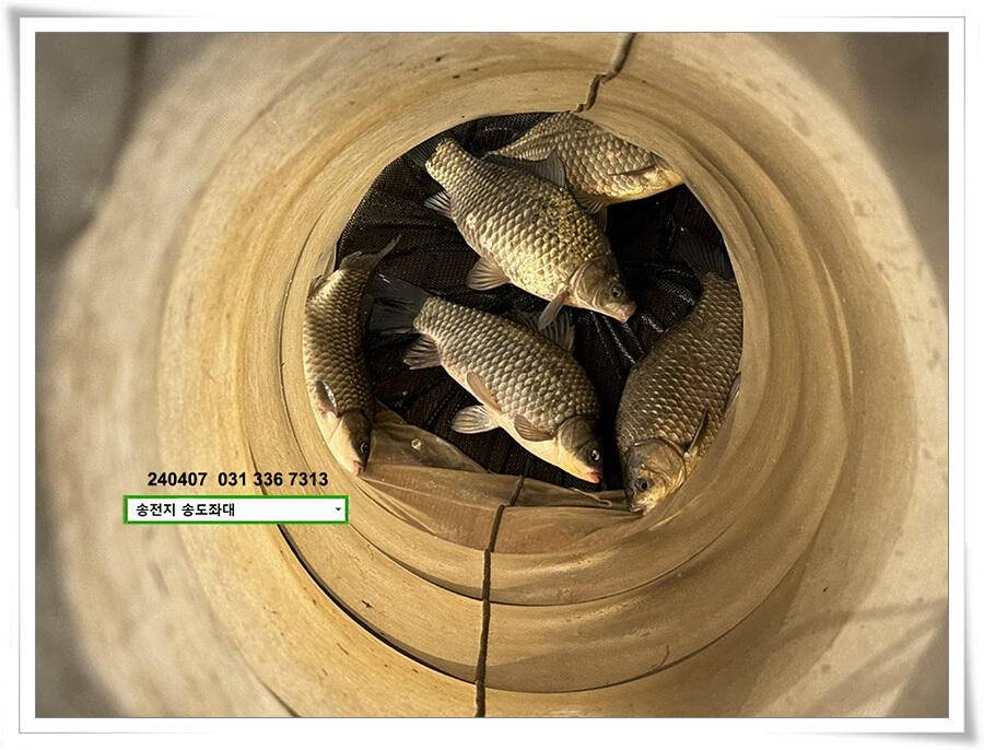 직딩의 4짜 (유료터정보 - 유료터점주조황)