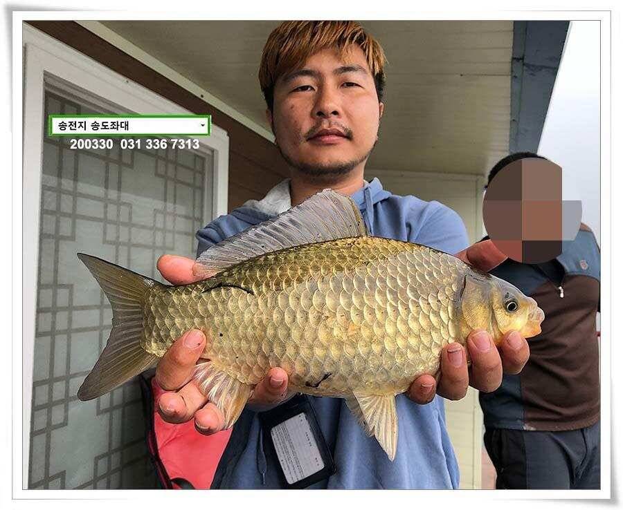 버들 싹 필 무렵 송전지 송도좌대 조황 (유료터정보 - 유료터점주조황)