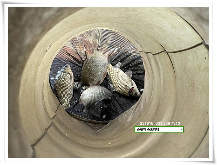 마릿수 (유료터정보 - 유료터점주조황)