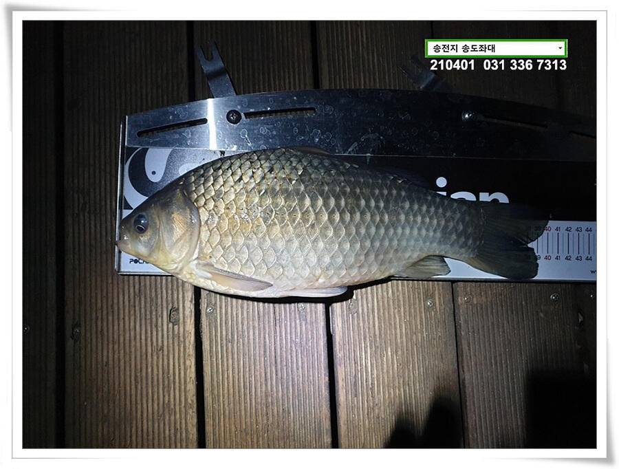 4짜 잼 꿀 잼 용인송전지 송도좌대 조황 (유료터정보 - 유료터점주조황)