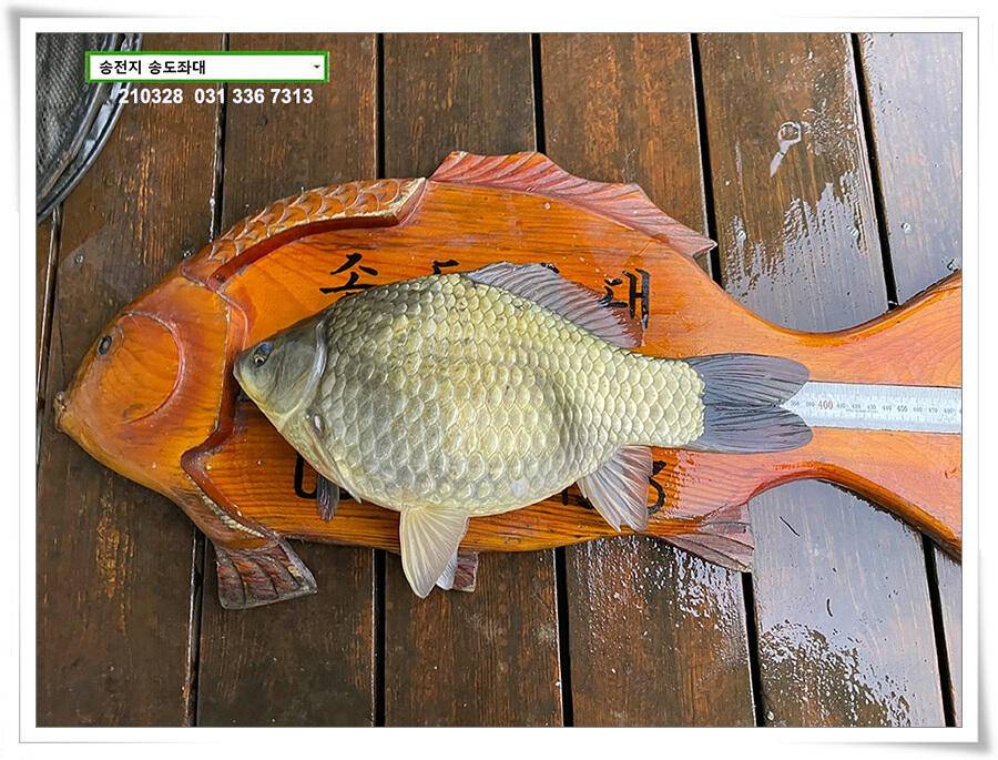 바람과 구름과 4짜 송전지 송도집 좌대 조황 (유료터정보 - 유료터점주조황)