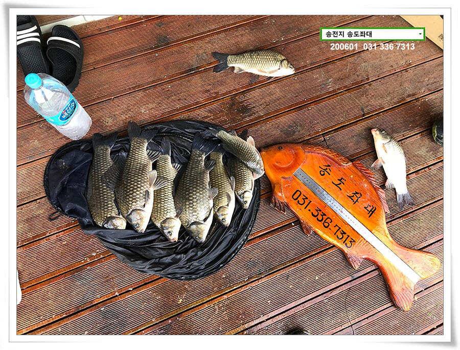 송전지 송전낚시터 송도좌대 조황 (유료터정보 - 유료터점주조황)
