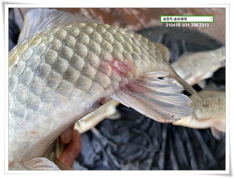 4짜 셋 혹은 둘 송전지 송전낚시터 송도좌대 조황 (유료터정보 - 유료터점주조황)