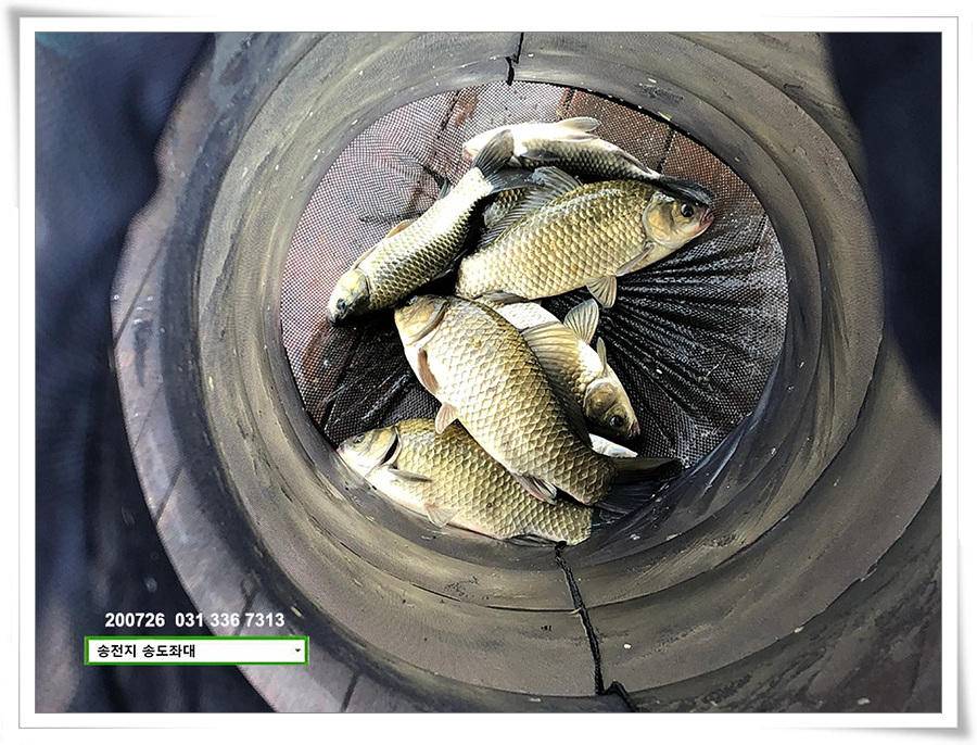 오름장에 덩어리 낚기 송전지 송도좌대 조황 (유료터정보 - 유료터점주조황)
