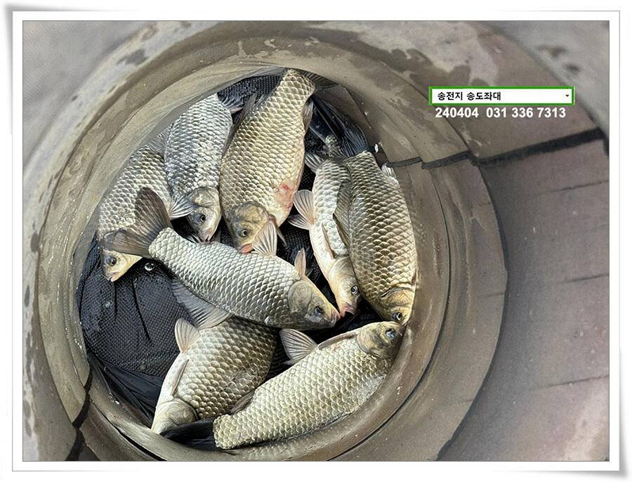 알을 품은 붕어 (유료터정보 - 유료터점주조황)