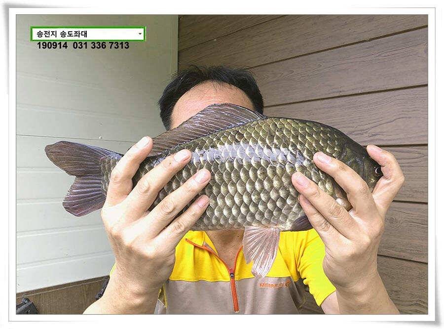 가을 덩어리 낚기 (유료터정보 - 유료터점주조황)